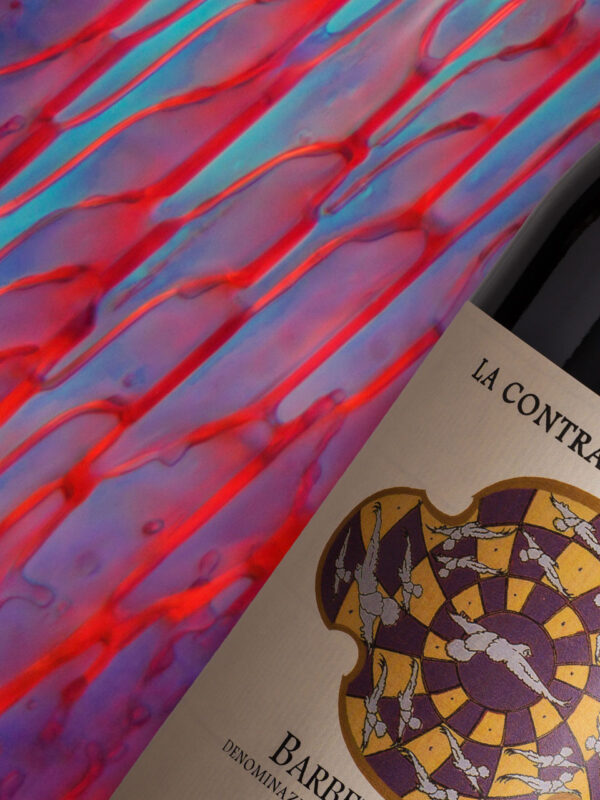 Concept di presentazione del vino moderno e coloratissimo