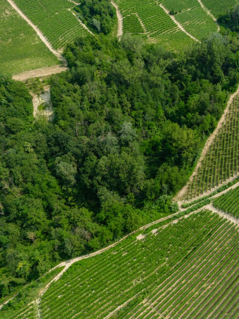 Bosco naturale circondato da vigneti nel territorio delle Langhe piemontesi
