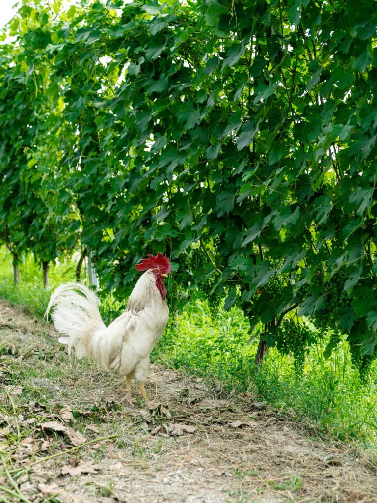 Gallo bianco con la cresta rossa razzola tra i filari di vite