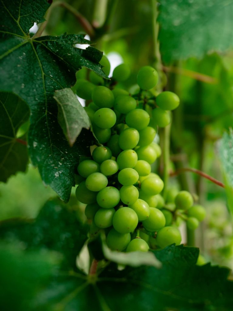 Grappolo di uva in maturazione sulla pianta di vite