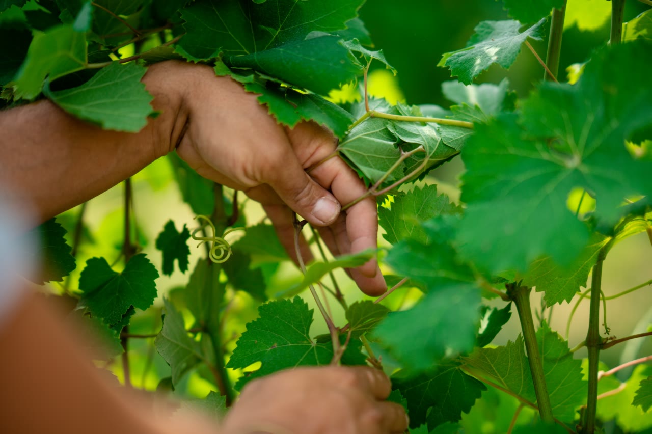 La mano del viticoltore si prende cura del tralcio di uva