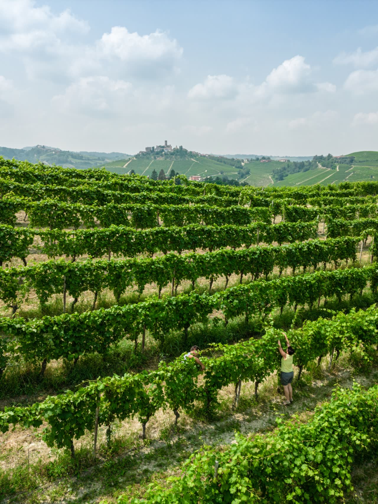 Coppia di giovani vignaioli al lavoro nel filare di collina