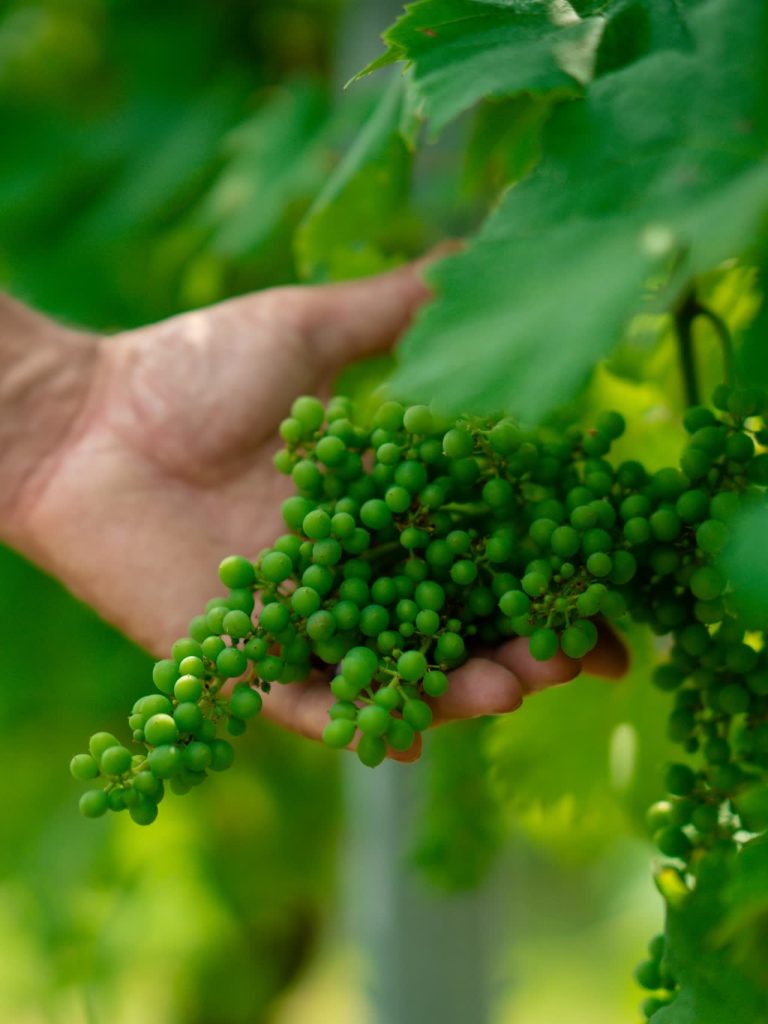 Controllo manuale dell'uva di Nebbiolo