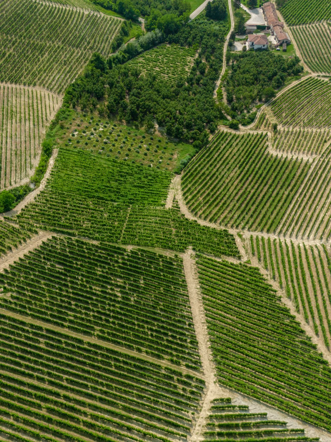 Paesaggio delle Langhe UNESCO coltivato in maniera intensiva