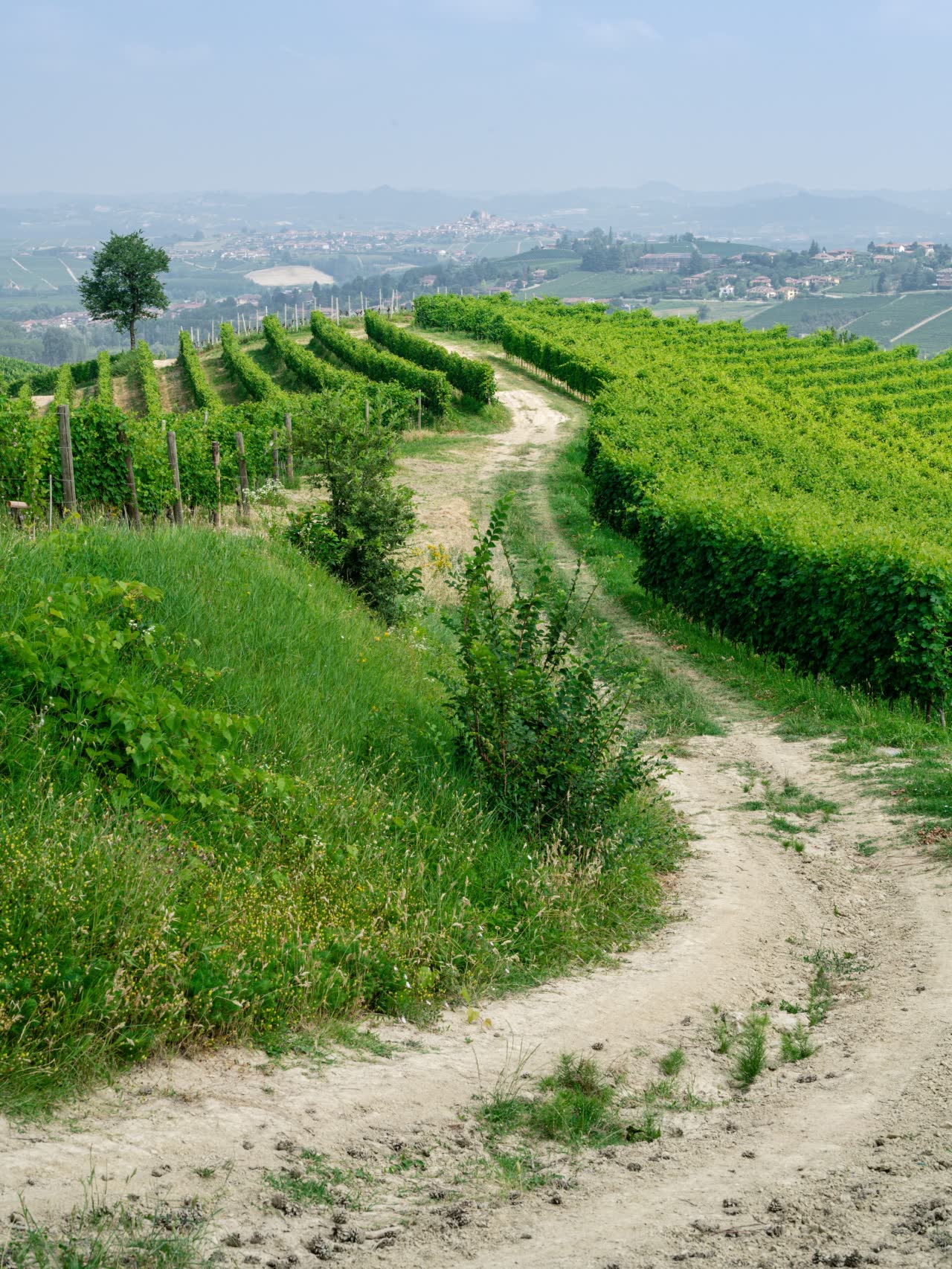 Paesaggio collinare con viti borghi e sentieri sterrati