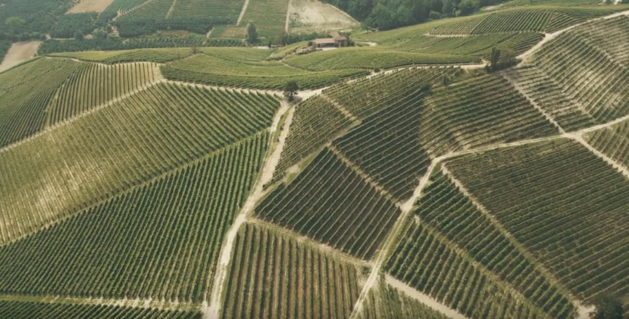 Veduta aerea dei vigneti verdi della Contrada di Sorano