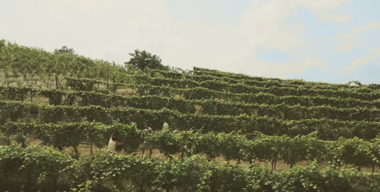 Visuale aerea dei vignaioli al lavoro tra i filari di vite nelle langhe piemontesi