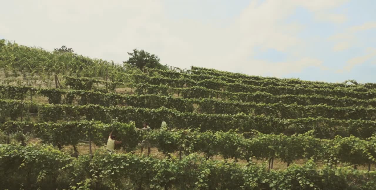 Visuale aerea dei vignaioli al lavoro tra i filari di vite nelle langhe piemontesi