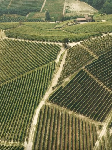 Visuale aerea delle piantagioni di vite e dei verdi boschi delle Langhe